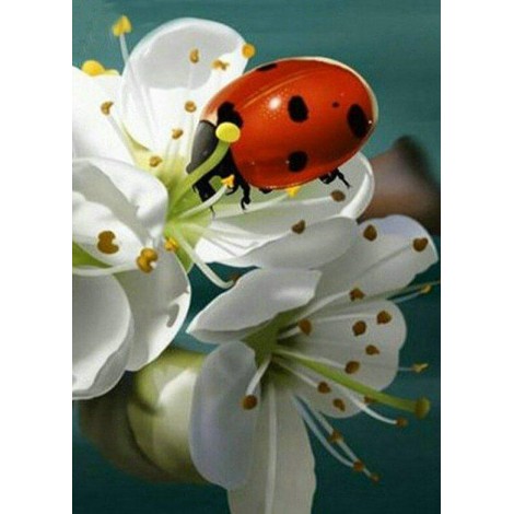 Lady Bug & White Flowers