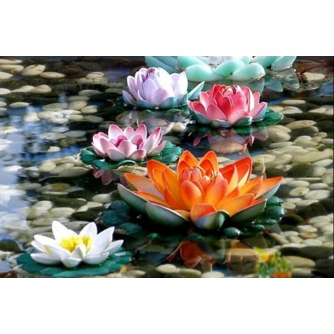 Colorful Lotus Flowers in Water