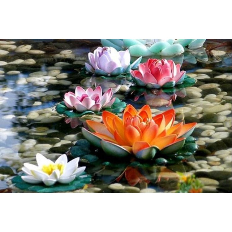 Colorful Lotus Flowe...