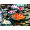 Colorful Lotus Flowers