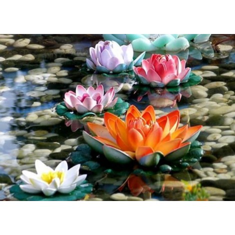 Colorful Lotus Flowers