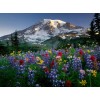 Colorful Flowers & Mountain View