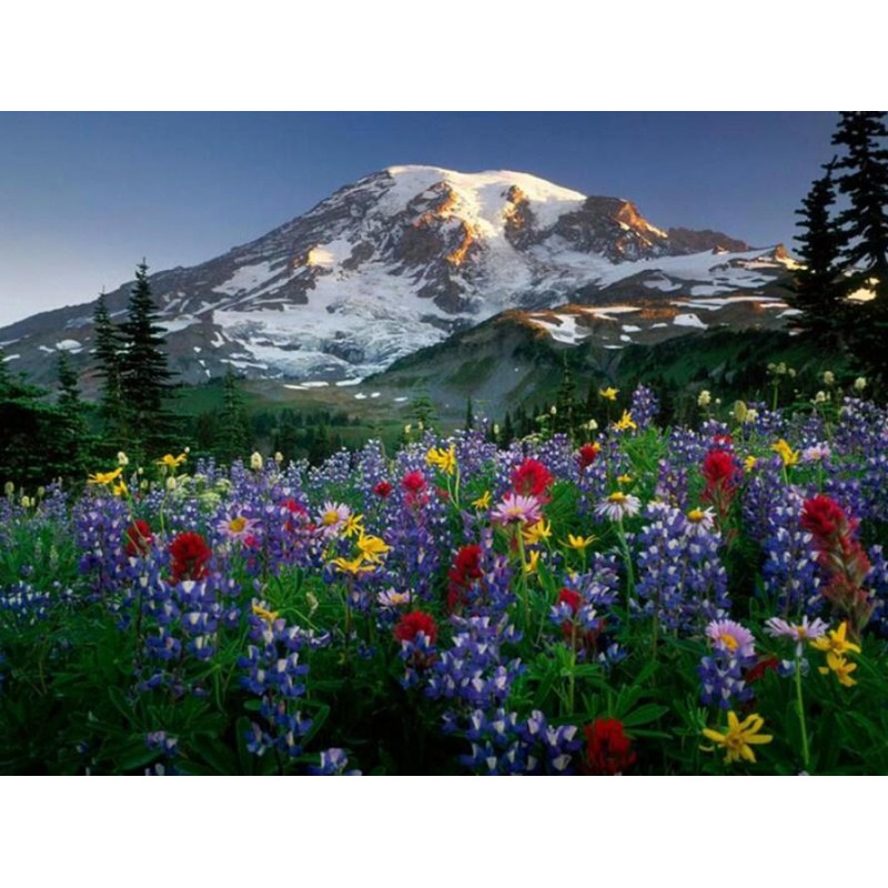 Colorful Flowers &am...