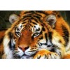 Adorable Tiger Diamond Painting