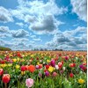 Cloudy Sky & Colorful Tulips