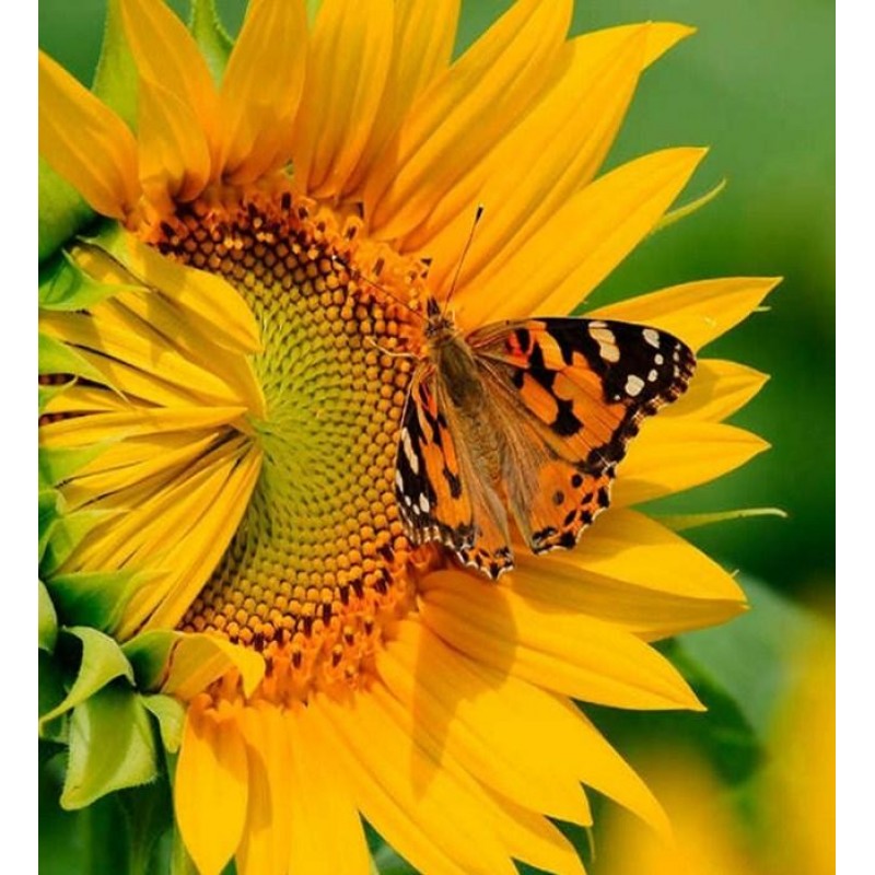 Butterfly & Sunf...