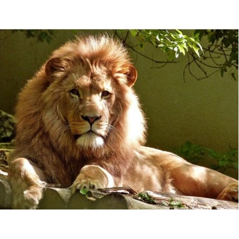 Calm Lion Diamond Painting Kit