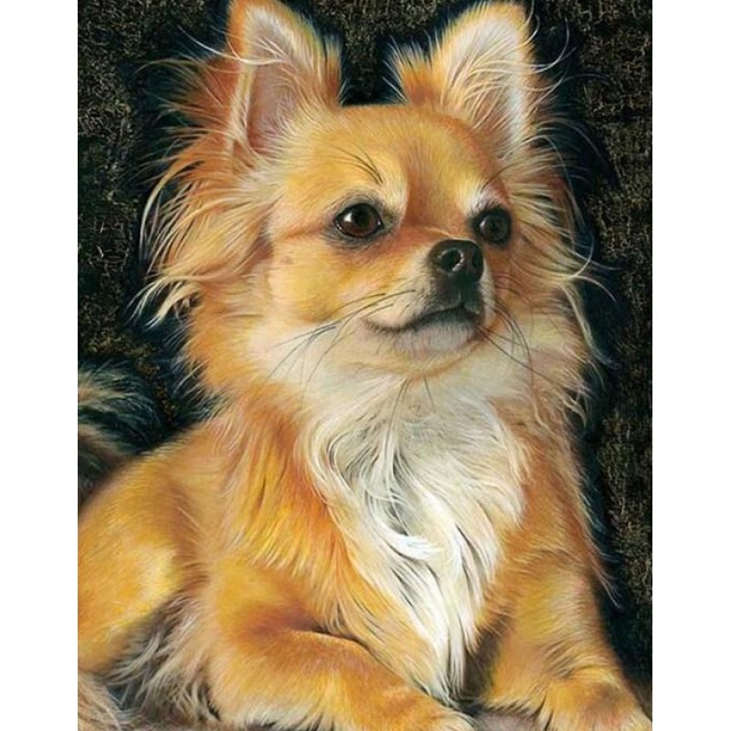 Chihuahua Diamond Pa...