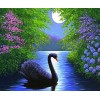 Black Swan in Water