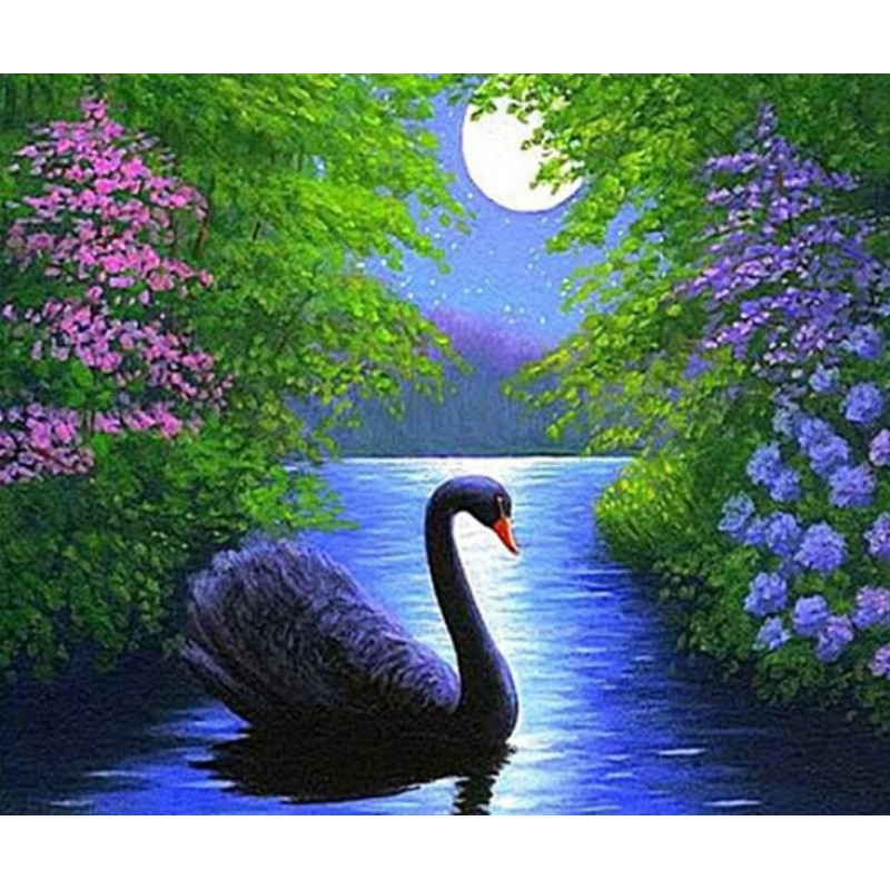Black Swan in Water
