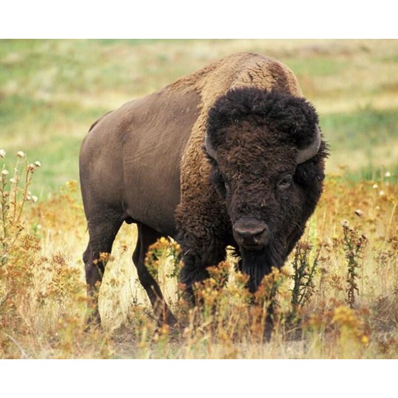 American Bison - Paint by...