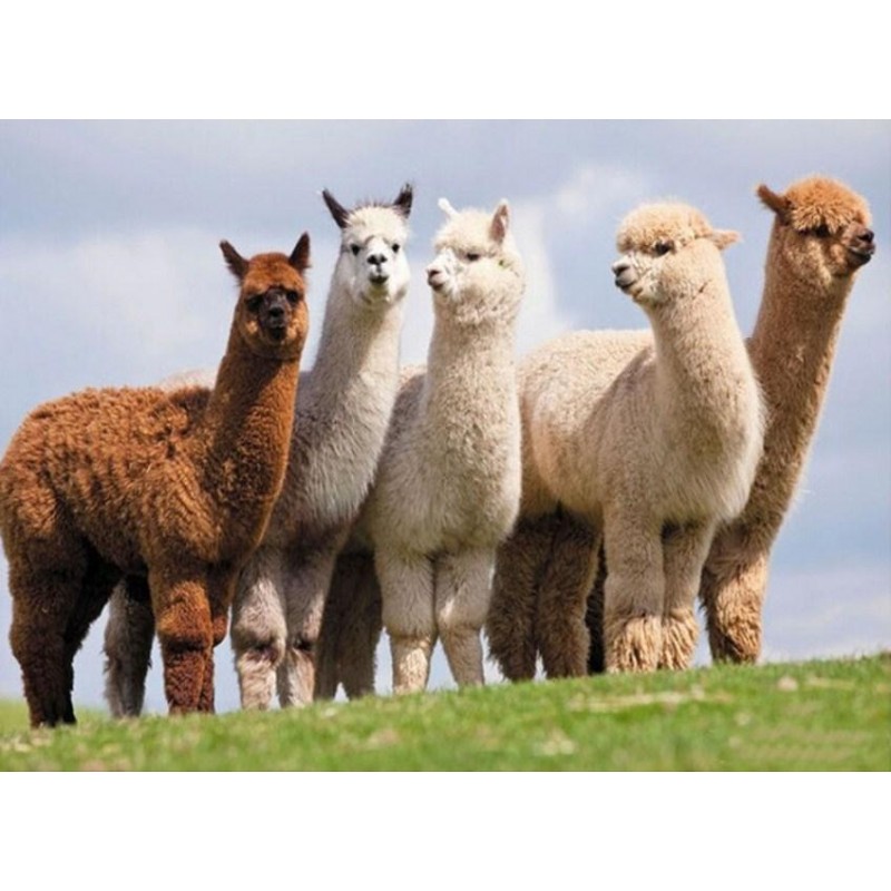 Alpacas & Llamas...