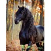 Black Horse with Long Hair