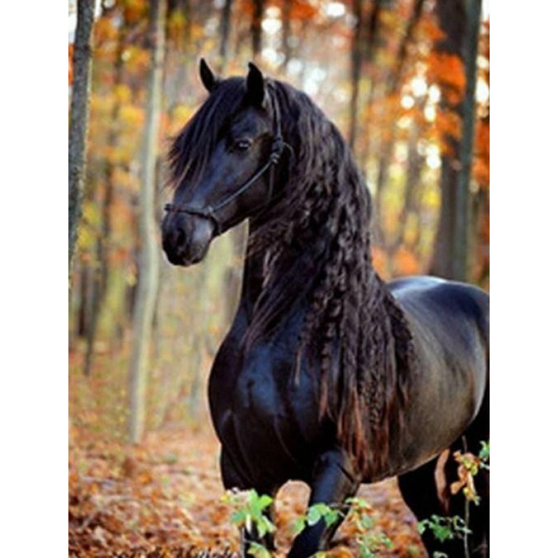 Black Horse with Long Hai...