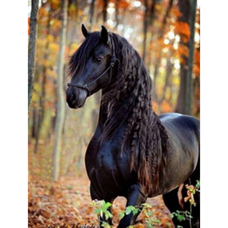 Black Horse with Lon...