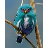 Blue Owl of Madagascar