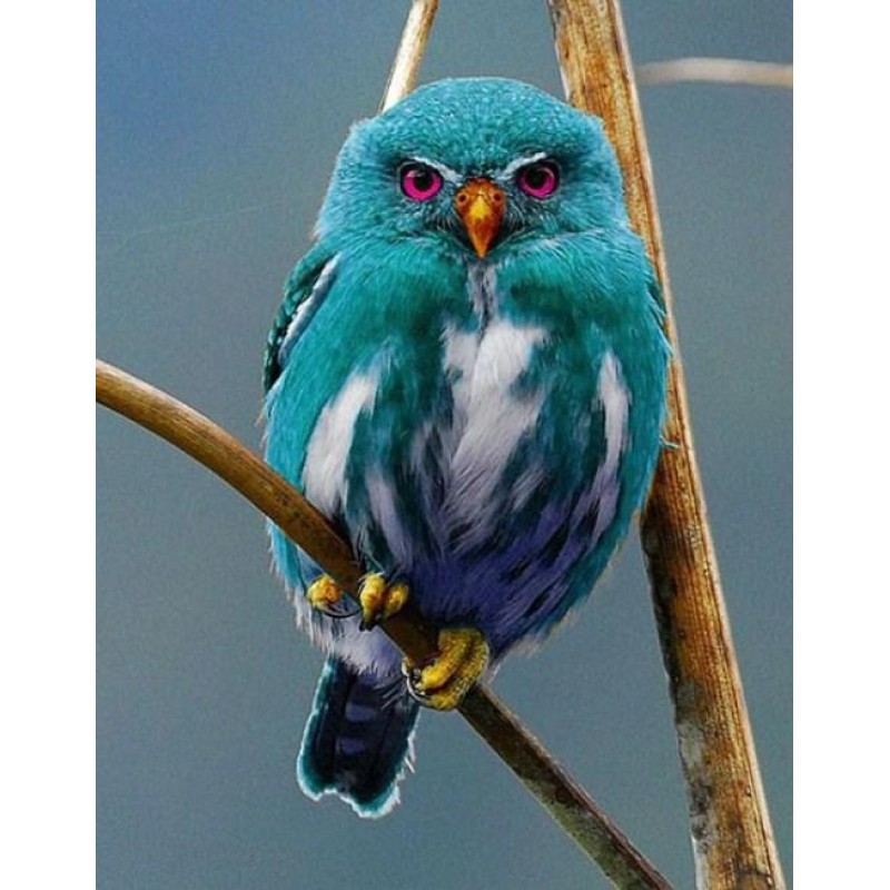 Blue Owl of Madagasc...