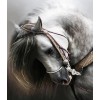 Adorable Horse - Diamond Painting Kit