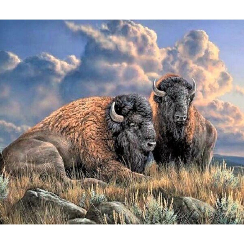 American Bison DIY P...