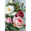 Acrylic Roses Diamond Painting Kit