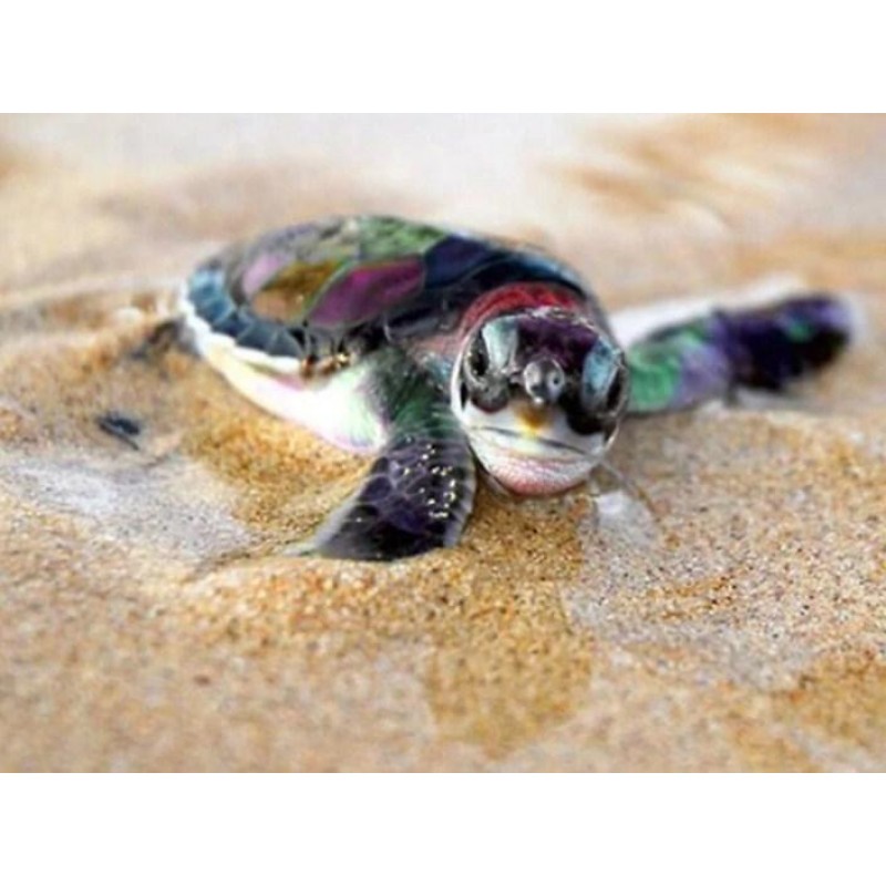 Baby Turtle - Paint by Di...