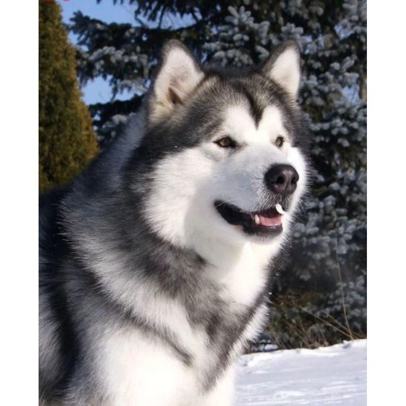 Alaskan Malamute Dia...
