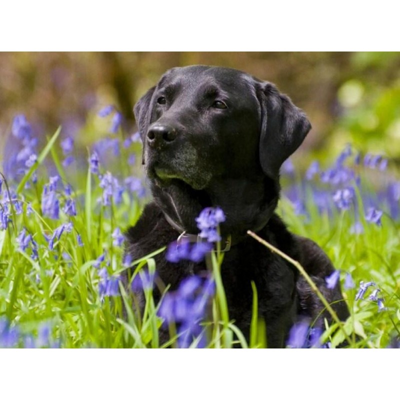 Black Labrador in Gr...