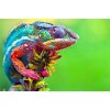 Amazing Chameleon - Paint by Diamonds