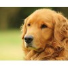 Amazing Golden Retriever - Paint by Diamonds