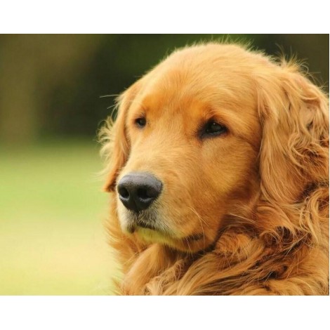 Amazing Golden Retriever - Paint by Diamonds