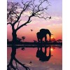 African Elephant & Sunset View