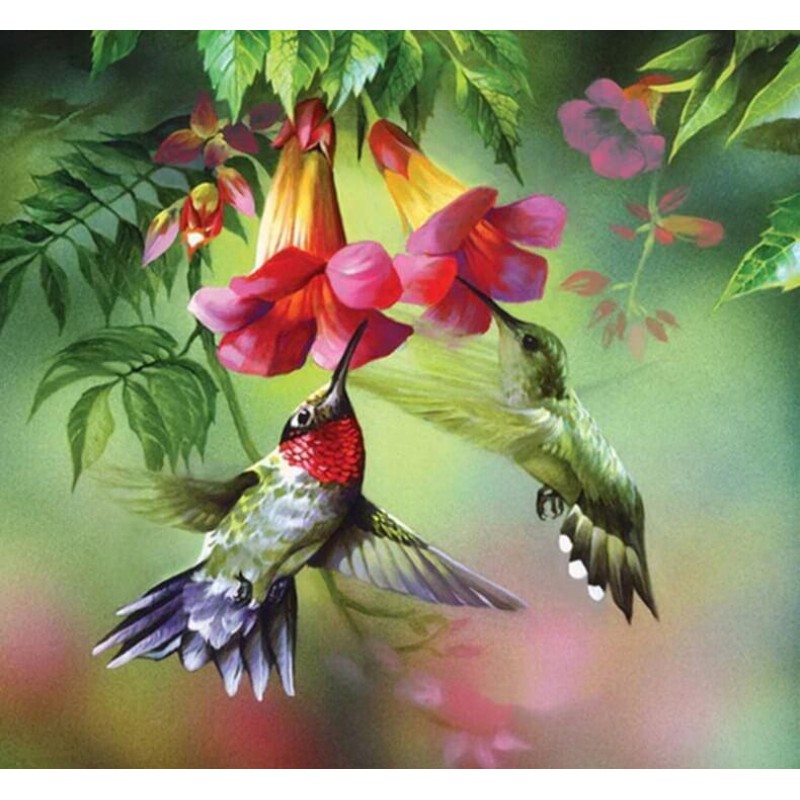 Humming Birds Drinki...